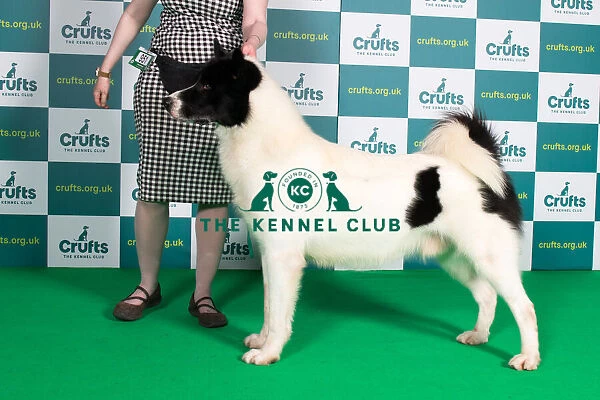 Best of Breed Greenland Dog Crufts 2022