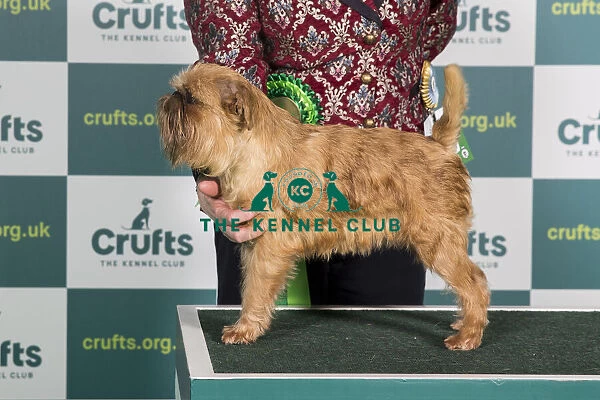 Best of Breed GRIFFON BRUXELLOIS Crufts 2022