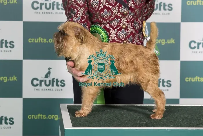 Framed Print : Best of Breed GRIFFON BRUXELLOIS Crufts 2022 Framed Print : Best of Breed GRIFFON BRUXELLOIS Crufts 2022