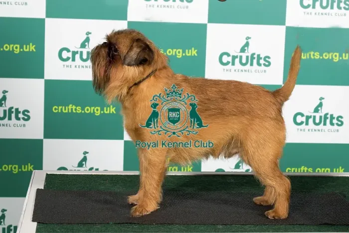 Framed Print : Best of Breed GRIFFON BRUXELLOIS Crufts 2023 Framed Print : Best of Breed GRIFFON BRUXELLOIS Crufts 2023