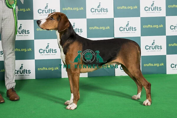 Best of Breed Hamiltonstovare Crufts 2022