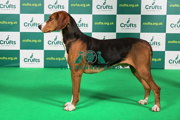 Best of Breed HAMILTONSTOVARE Crufts 2023