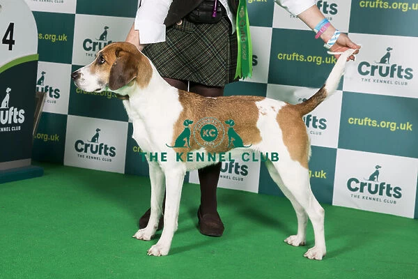 Best of Breed Harrier Crufts 2022