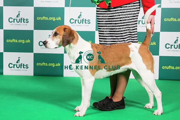 Best of Breed Harrier Crufts 2023