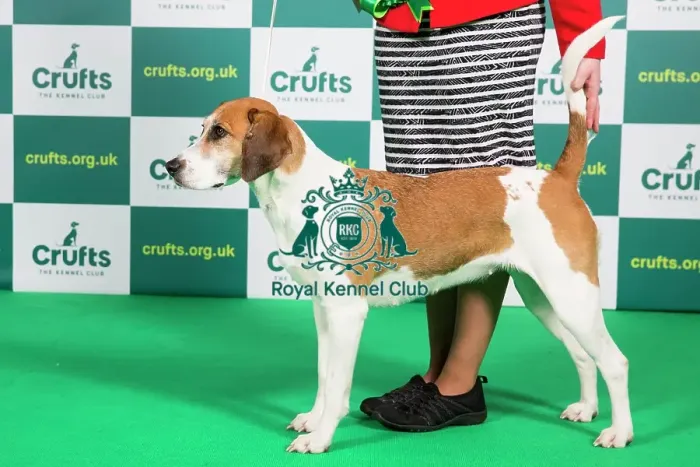 Framed Print : Best of Breed Harrier Crufts 2023