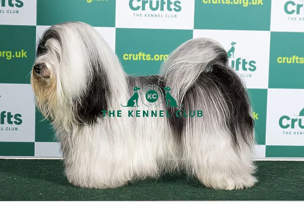 Best of Breed HAVANESE (NONCC) Crufts 2023