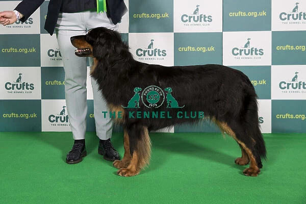 Best of Breed Hovawart Crufts 2022