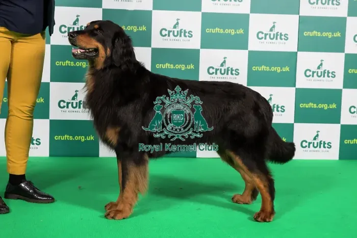 Framed Print : Best of Breed HOVAWART (NONCC) Crufts 2023