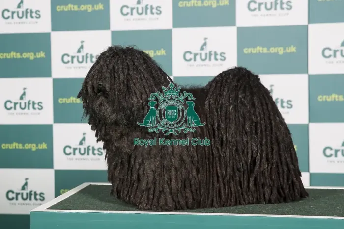 Framed Print : Best of Breed Hungarian Puli Crufts 2022 Framed Print : Best of Breed Hungarian Puli Crufts 2022