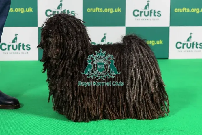 Framed Print : Best of Breed HUNGARIAN PULI Crufts 2023 Framed Print : Best of Breed HUNGARIAN PULI Crufts 2023