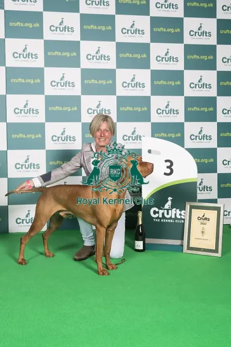 Framed Print : Best of Breed Hungarian Vizsla Crufts 2022 Framed Print : Best of Breed Hungarian Vizsla Crufts 2022