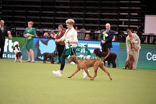 Best of Breed Hungarian Wirehaired Vizsla 2023