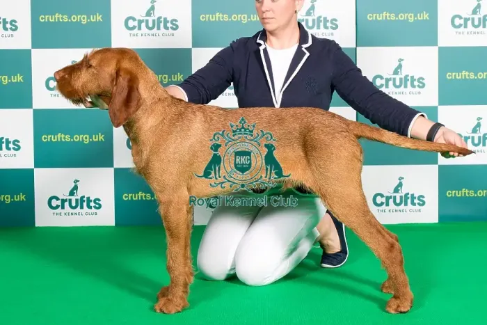 Framed Print : Best of Breed Hungarian Wirehaired Vizsla Crufts 2022 Framed Print : Best of Breed Hungarian Wirehaired Vizsla Crufts 2022