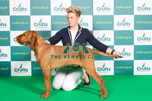 Best of Breed Hungarian Wirehaired Vizsla Crufts 2022