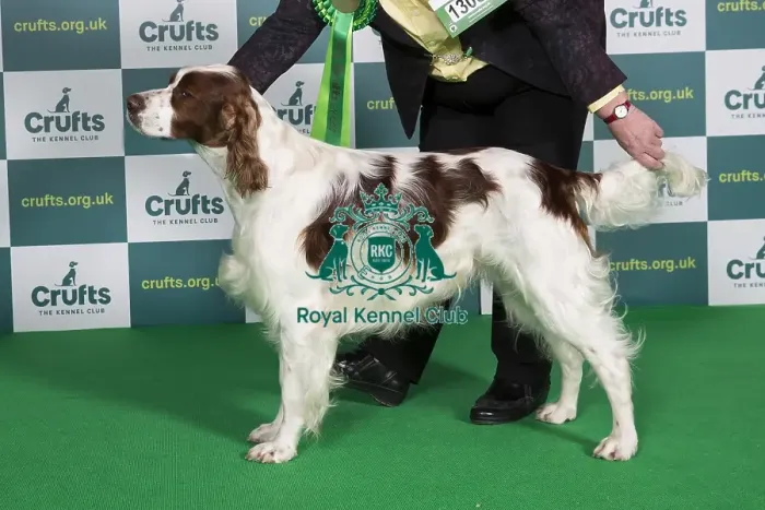 Framed Print : Best of Breed IRISH RED & WHITE SETTER Crufts 2022