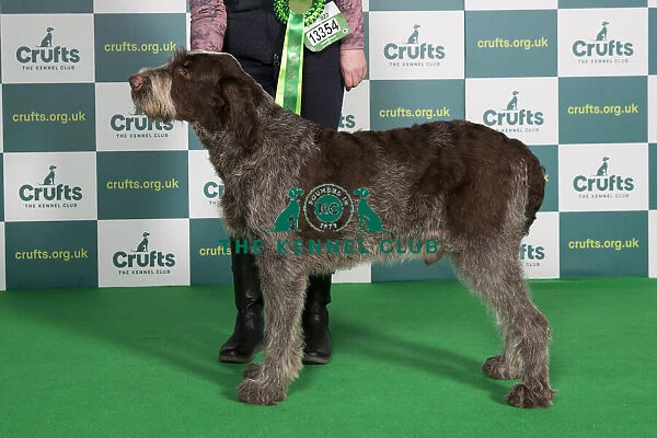 Best of Breed ITALIAN SPINONE Crufts 2022