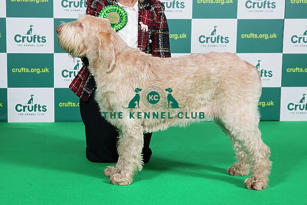 Best of Breed ITALIAN SPINONE Crufts 2023