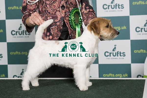 Best of Breed JACK RUSSELL TERRIER Crufts 2022