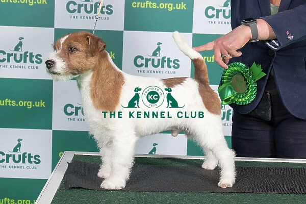 Best of Breed JACK RUSSELL TERRIER Crufts 2023