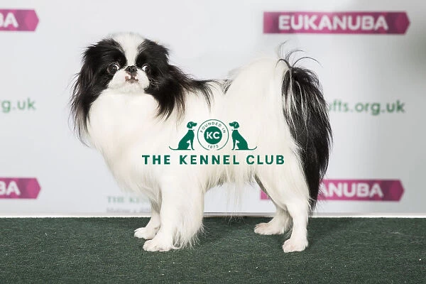 Best of Breed JAPANESE CHIN