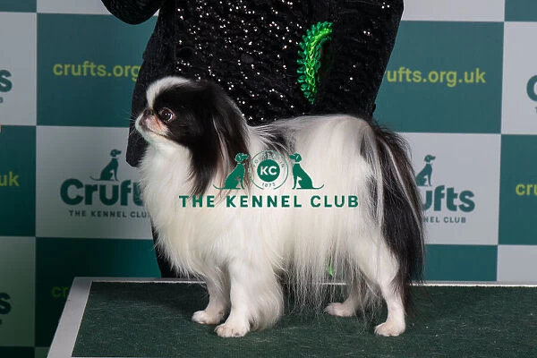 Best of Breed JAPANESE CHIN Crufts 2022