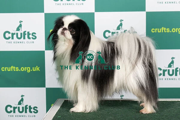 Best of Breed JAPANESE CHIN Crufts 2023