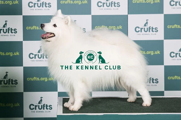 Best of Breed JAPANESE SPITZ Crufts 2022
