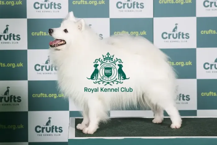 Framed Print : Best of Breed JAPANESE SPITZ Crufts 2022 Framed Print : Best of Breed JAPANESE SPITZ Crufts 2022