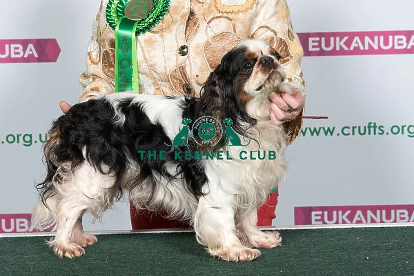 Best of Breed King Charles Spaniel