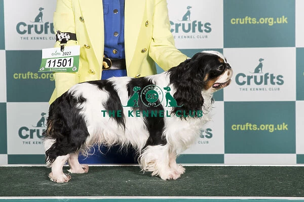 Best of Breed KING CHARLES SPANIEL Crufts 2022