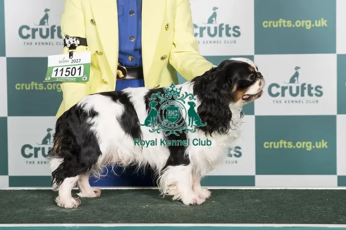 Framed Print : Best of Breed KING CHARLES SPANIEL Crufts 2022 Framed Print : Best of Breed KING CHARLES SPANIEL Crufts 2022