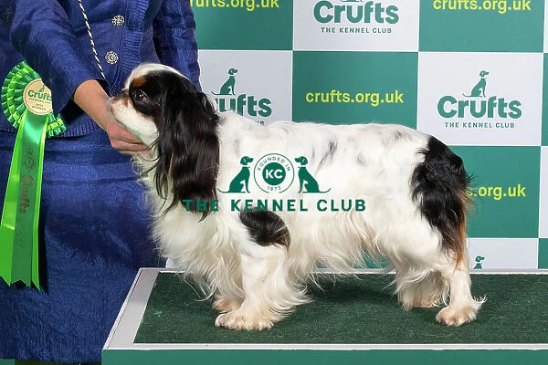 Best of Breed KING CHARLES SPANIEL Crufts 2023