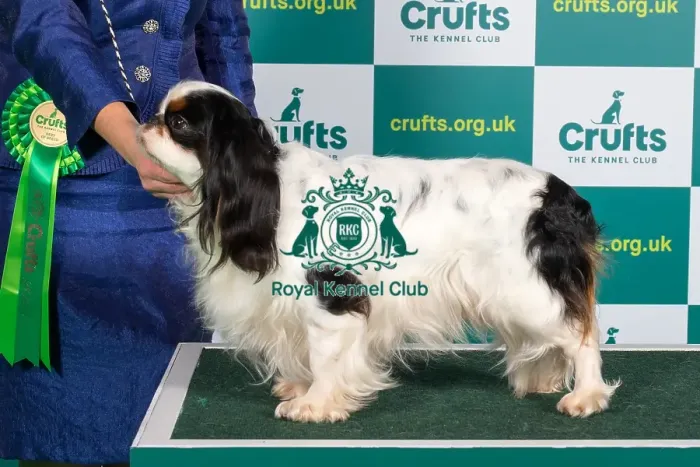 Framed Print : Best of Breed KING CHARLES SPANIEL Crufts 2023 Framed Print : Best of Breed KING CHARLES SPANIEL Crufts 2023