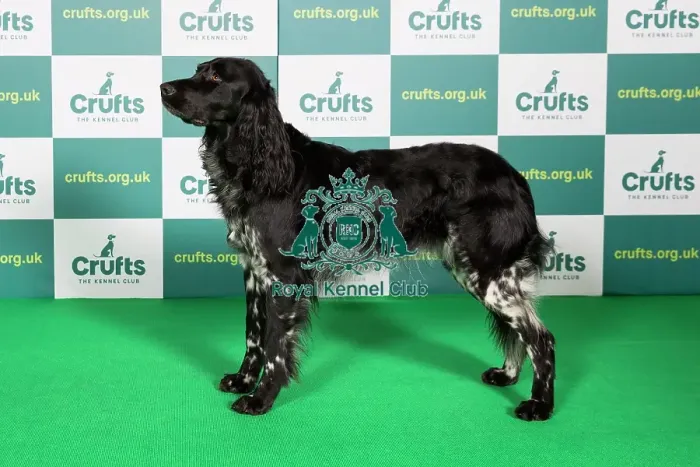Framed Print : Best of Breed LARGE MUNSTERLANDER Crufts 2022 Framed Print : Best of Breed LARGE MUNSTERLANDER Crufts 2022