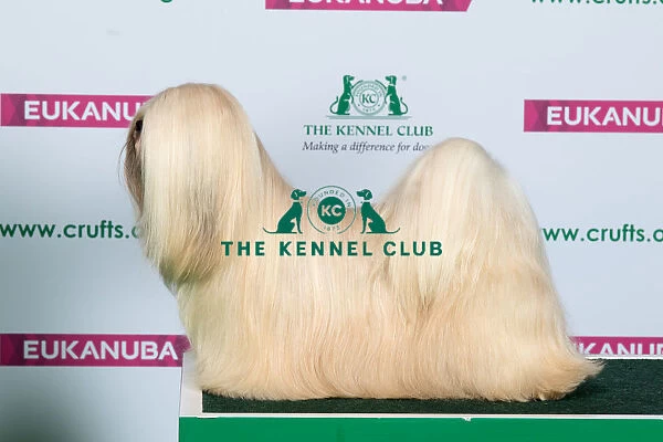 Best of Breed LHASA APSO
