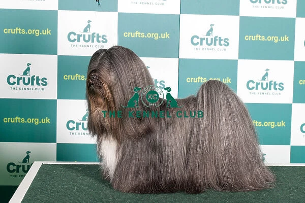 Best of Breed LHASA APSO Crufts 2022