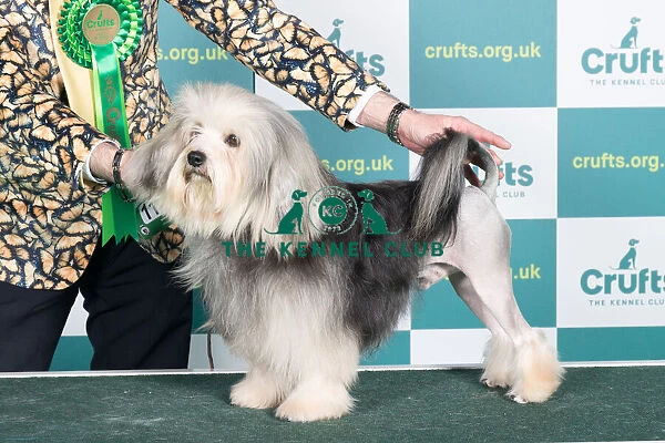 Best of Breed Lowchen Crufts 2022