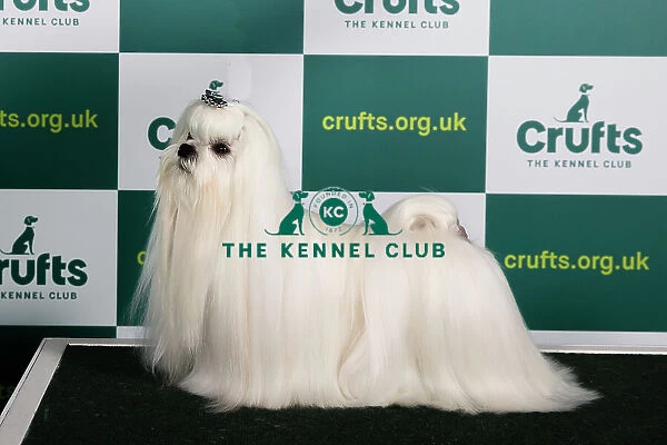 Best of Breed MALTESE Crufts 2023