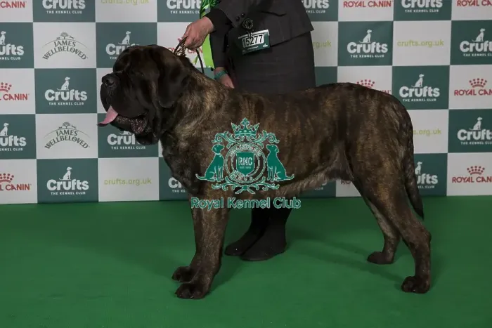 Framed Print : Best of Breed Mastiff 2025 Framed Print : Best of Breed Mastiff 2025