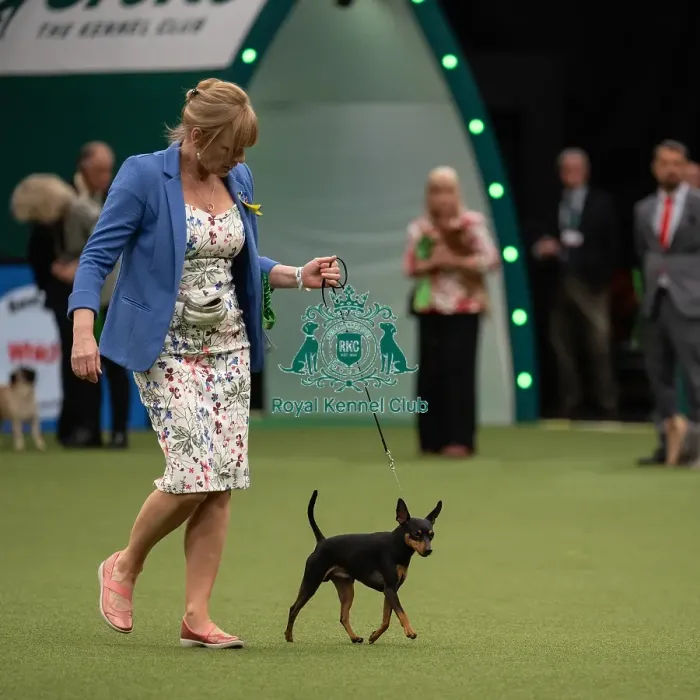 Framed Print : Best of Breed Miniature Pinscher Crufts 2022 Framed Print : Best of Breed Miniature Pinscher Crufts 2022