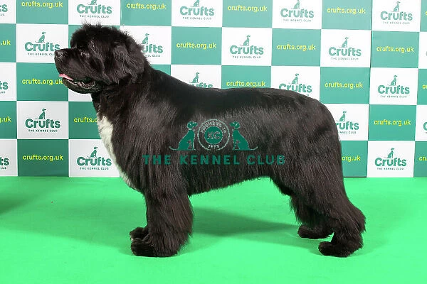 Best of Breed Newfoundland Crufts 2023
