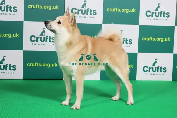 Best of Breed NORWEGIAN BUHUND Crufts Art Prints, Posters