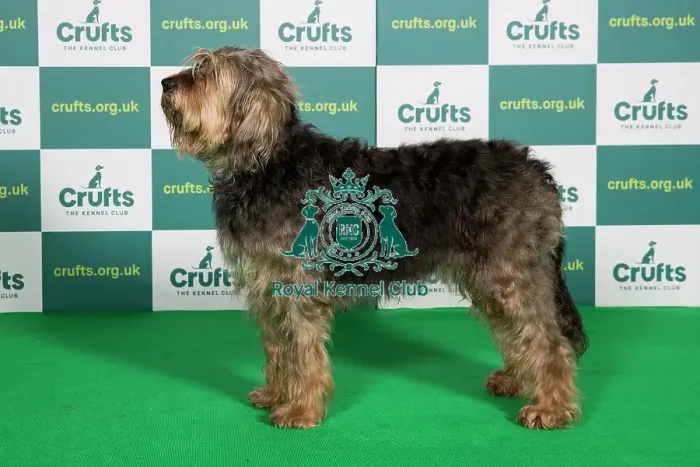 Framed Print : Best of Breed OTTERHOUND Crufts 2022 Framed Print : Best of Breed OTTERHOUND Crufts 2022