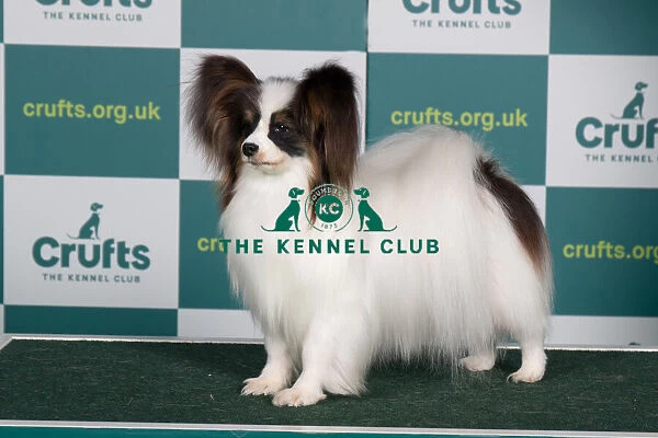 Best of Breed PAPILLON Crufts 2022