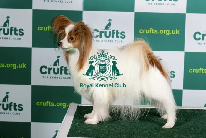 Framed Print : Best of Breed PAPILLON Crufts 2023 Framed Print : Best of Breed PAPILLON Crufts 2023