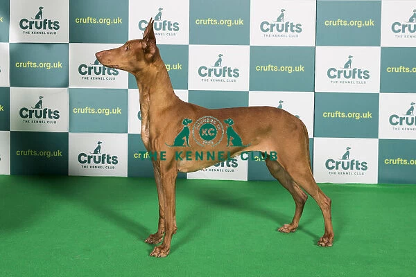 Best of Breed PHARAOH HOUND Crufts 2022