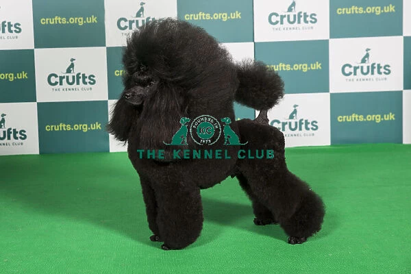 Best of Breed POODLE (MINIATURE) Crufts 2022