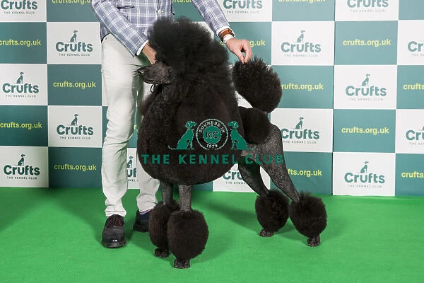 Best of Breed POODLE (STANDARD) Crufts 2022