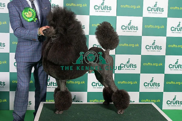 Best of Breed POODLE (STANDARD) Crufts 2023