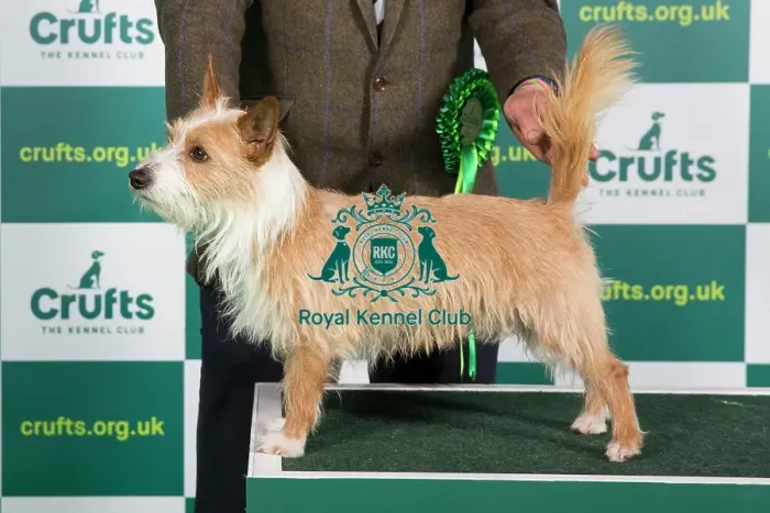 Framed Print : Best of Breed PORTUGUESE PODENGO (WARREN HOUND) Crufts 2023 Framed Print : Best of Breed PORTUGUESE PODENGO (WARREN HOUND) Crufts 2023